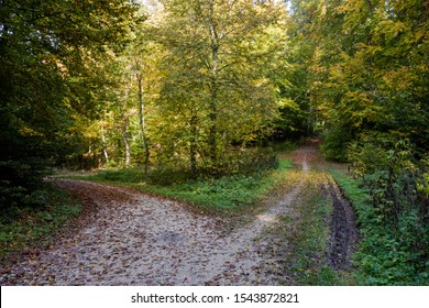 One path in autumn forest, diverges into two trails in different directions.