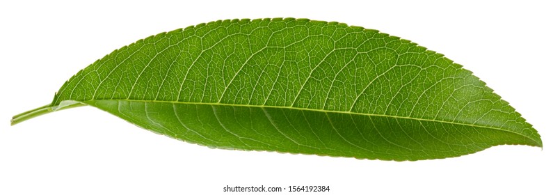 One Peach Plum Clipping Path. Peach leaves isolated on white background