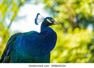 孔雀 正面 の画像 写真素材 ベクター画像 Shutterstock