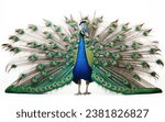 One peacock stands with beautiful feathers, isolated white background.