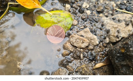 One Penny Coin In Nature.
