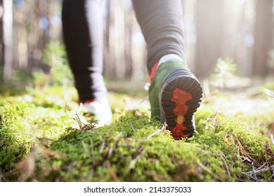 One Person Hiking In The Forest. 