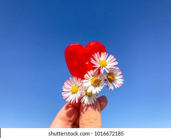 One Person With A Red Candy Heart And Daisies On Her Hand On Spring Time