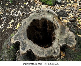 One Piece Of Textured Wood In The Forest