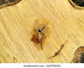 One Piece Of Textured Wood In The Forest