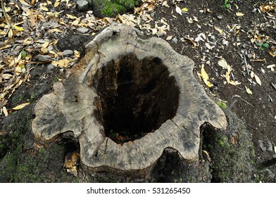 One Piece Of Textured Wood In The Forest