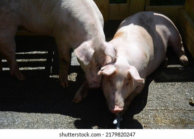 One Pig Nuzzling Another Pig