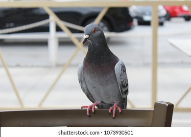pigeon sitting