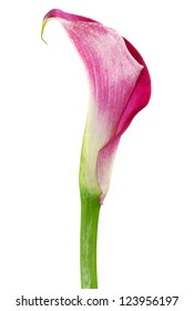 One Pink Cala Lily Isolated On White