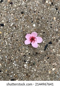 One pink cherry blossom (Sakura) flower on the cement gray floor with some rain droplets