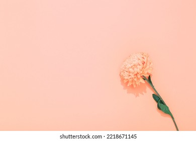 One Pink Chrysanthemum Flower On A Pink Background. Copy Space. Concept Of Flower Shop Banner In A Minimalist Style. Garden Wallpaper With Empty Place For Text. Holiday Mockup Design Of Business Card.