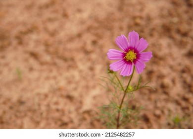 One Pink Cosmos Flower, Brown Blurred Background.