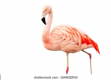 One Pink Flamingo Isolated On White Background