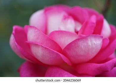 one pink rose in the garden, english rose, rose flower , light pinkrose