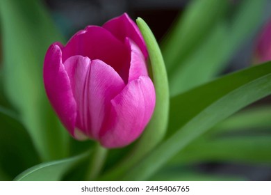 One pink tulip close-up with green leaves - Powered by Shutterstock