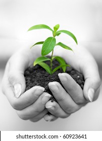 One Plant In Female Hands On White Background