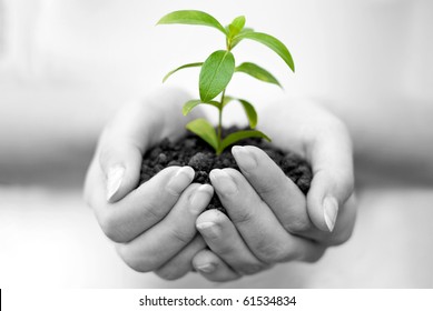 One Plant In Female Hands On White Background