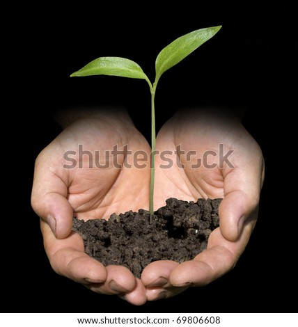 Similar – Hand holds young chili plant