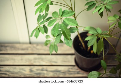 One plant in vase, closeup view on green leafs. 