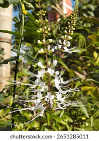 One of the plants that function as a tradisional medicine ingredient is called cat's whiskers.