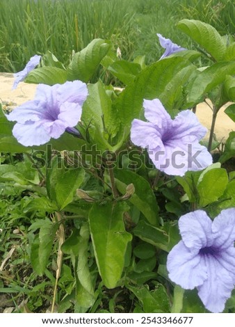 Similar – Image, Stock Photo Plant whose name I do not yet know