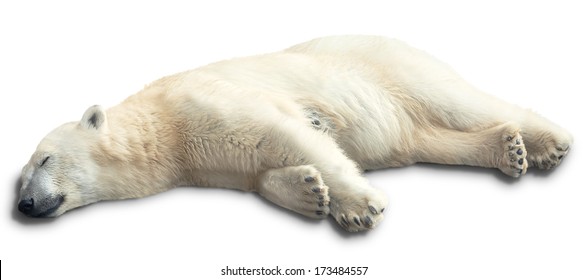 3,129 Polar Bear Sleeping Images, Stock Photos & Vectors | Shutterstock