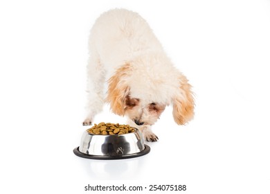 805 Dog not eating Images, Stock Photos & Vectors | Shutterstock