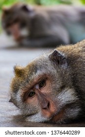 One Pouting Monkey Gives Another The Silent Treatment