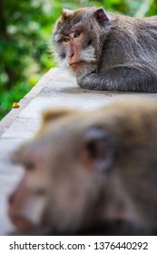 One Pouting Monkey Gives Another The Silent Treatment