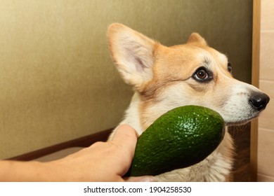 One Pretty Pembroke Corgi Eats Avocado. Dog Life.