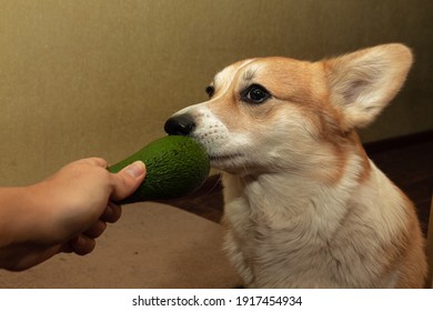 One Pretty Pembroke Corgi Eats Avocado. Dog Life.