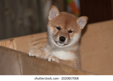 One Puppy Of A Japanese Shiba Inu Dog Breed