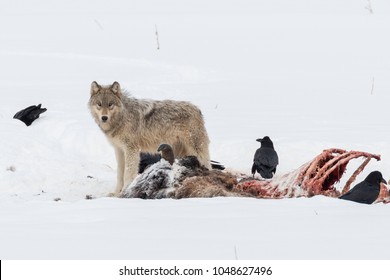 One Of The Pups Of The Year Feeding On A Bison Carcass From The Wapiti Lake Wolf Pack In Yellowstone National Park.