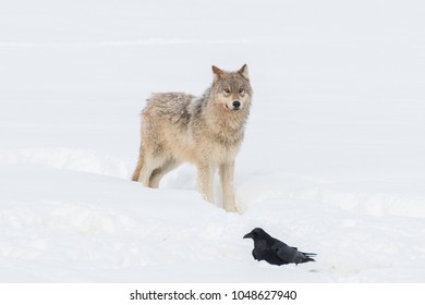 One Of The Pups Of The Year From The Wapiti Lake Wolf Pack In Yellowstone National Park.