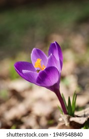 One Purple Crocus Vernus Flower Bloomed In Spring In April