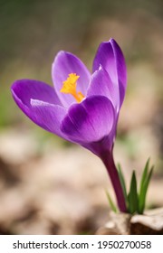 One Purple Crocus Vernus Flower Bloomed In Spring In April