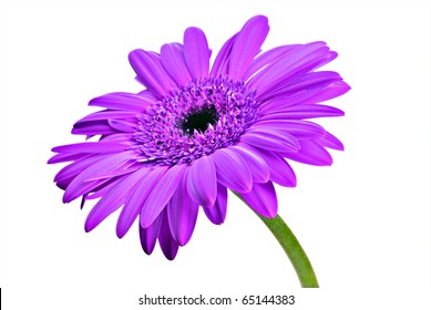 One purple daisy gerbera on a pure white background with space for text