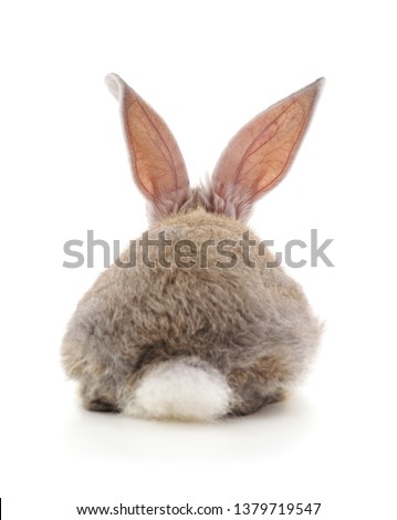 One rabbit back isolated on a white background.