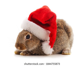 One Rabbit In Christmas Hat Isolated On A White Background.