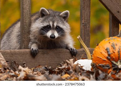 Un mapache trepando por barandillas de cubierta para entrar cubierto de hojas caídas y calabazas.