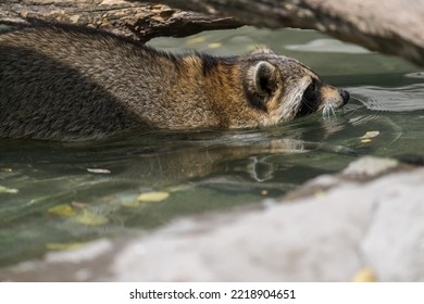 One Racoon In The Water