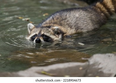 One Racoon In The Water