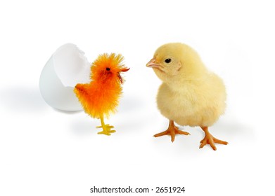 One Real And One Fake Easter Chick