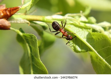 One Red Ant On The Same Tree Leaf Looking For Something.