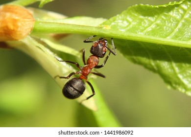 One Red Ant On The Same Tree Leaf Looking For Something.