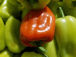 One Red Bell Pepper On The Surface Of Green Peppers, In The Sun (macro, Top View, Texture).