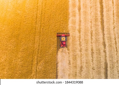 one red combine harvest wheat in the field. Top view. Harvesting machine working in the field. Top view from the drone