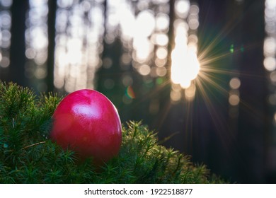 One Red Easter Egg On Mossy Ground In The Forest. Sunset, Lens Flare. Front View.