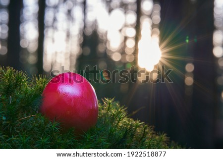 One red easter egg on mossy ground in the forest. Sunset, Lens flare. front view.