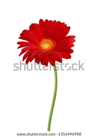 One red Gerber flower, daisies isolated on white 